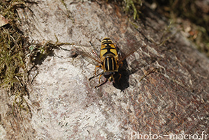 Helophilus pendulus